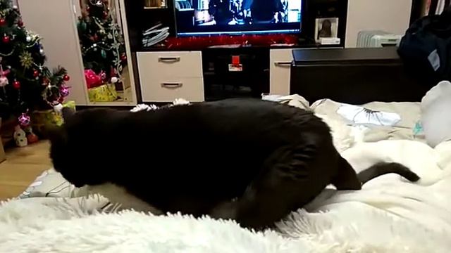 Котик и плед :D смотреть онлайн