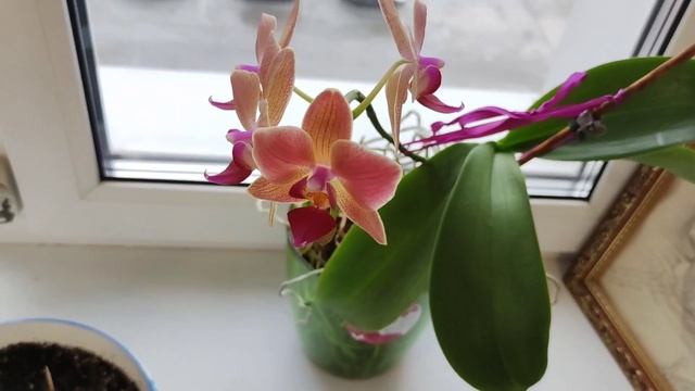 Невероятный результат эксперимента с шишками и плодами из Сочи. Неделя. смотреть онлайн