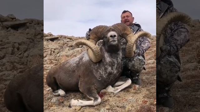 САМЫЙ БОЛЬШОЙ ГОРНЫЙ БАРАН (ARKHAR HUNTING) смотреть онлайн