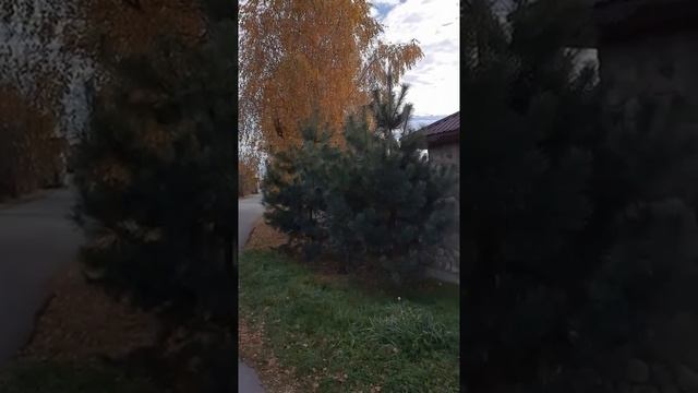 Сосна и берёзы смотреть онлайн