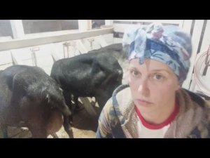 И ЧЕМУ ТУТ ЗАВИДОВАТЬ ПОРАБОТАЙ НЕДЕЛЬКУ НА НАШЕЙ ФЕРМЕ И МОЗГИ ВСТАНУТ НА МЕСТО