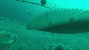 *{{Донные тралы(заход камбалы в трал).**