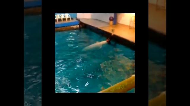 Московский дельфинарий - выступает Белуха Степан смотреть онлайн