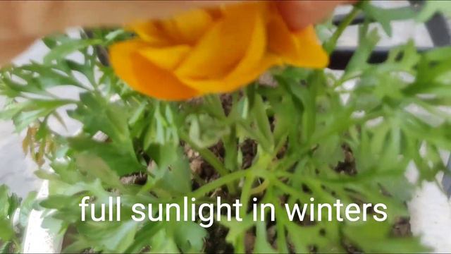 Ranunculus flowers are so beautiful you will forget Rose flowers #shortVideo смотреть онлайн