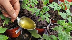 Все дачники шепчутся об этой отваре для рассады. Узнайте мощный секрет!