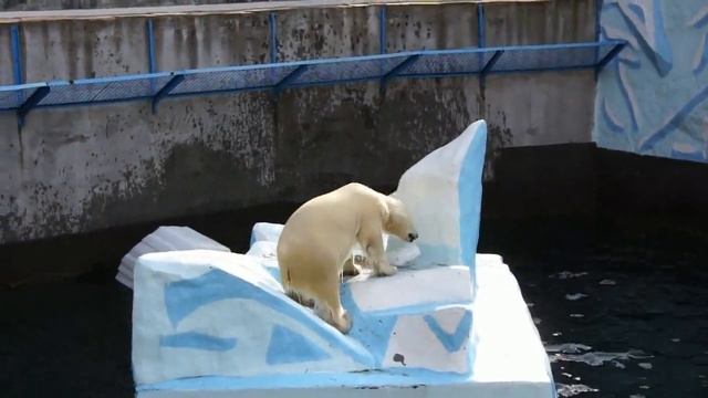 К прыжкам медвежонка Стрелки через плавающий айсберг присоединилась Белка. смотреть онлайн