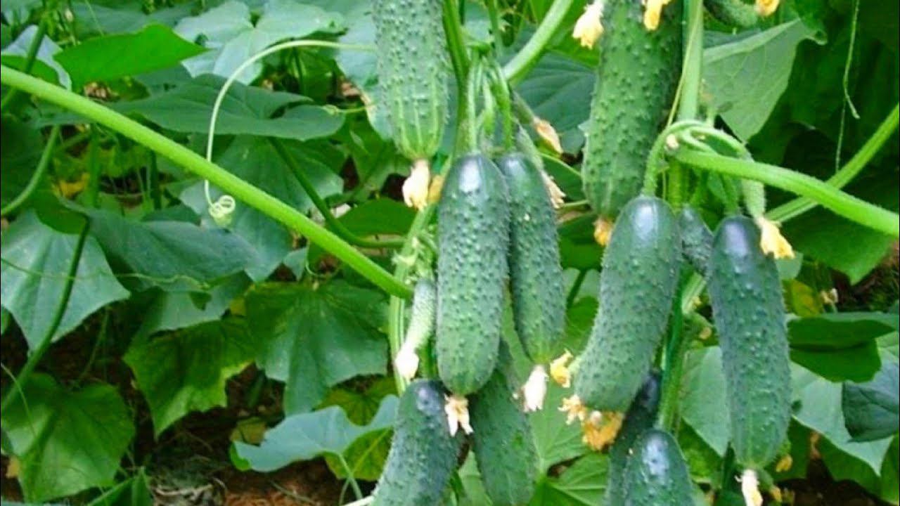 ТОЛЬКО ЭТИ ОГУРЦЫ ПОСАЖУ В 2024 ГОДУ! Растут без укрытия, уникальная морозостойкость! Мегаурожайные! смотреть онлайн