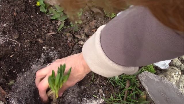 Нарциссы. Как посадить нарциссы весной? смотреть онлайн