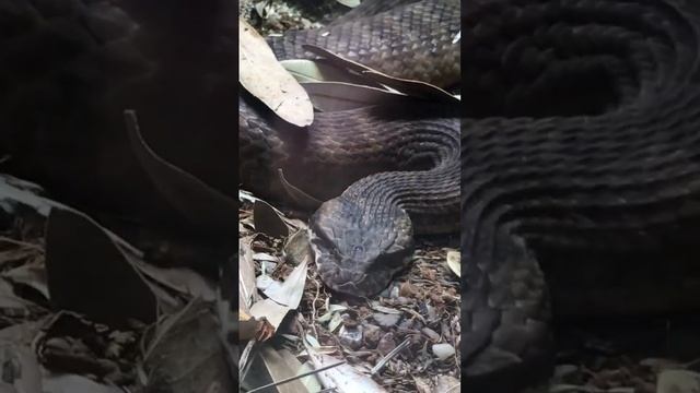 Common Death Adder смотреть онлайн
