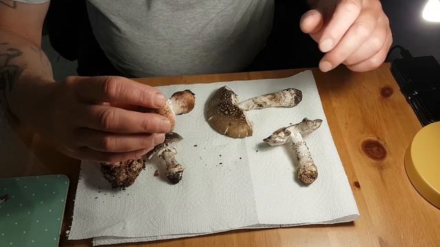 Blusher, grey spotted amanita or panther cap смотреть онлайн