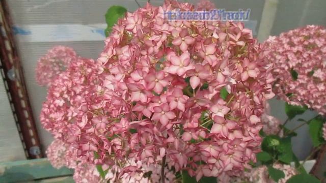 02 06 19г Продажа саженцев гортензии древовидной «Пинк Аннабель» и «Белла Анна» смотреть онлайн