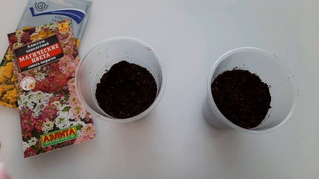 Алиссум сеем на Рассаду без Пикировки.