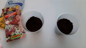 Алиссум сеем на Рассаду без Пикировки.