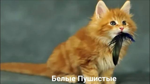 МЕЙН КУН?/Кошки/Животные/Интересные факты