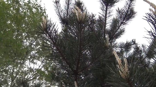 Листья, деревья (видео футаж) смотреть онлайн