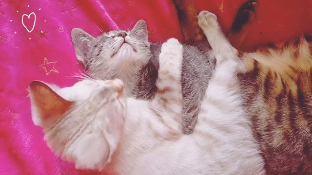 Котята. Бенгальский котенок линкс смотреть онлайн