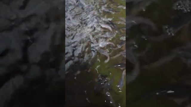 Клариевый сом, вес 4 грамма. смотреть онлайн