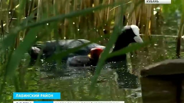 37 змей покусало мужчину/ Рыбалка в краснодаре/во время рыбалки мужчину покусали 37 змей смотреть онлайн