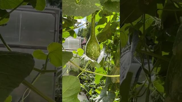 КАК БОРОТЬСЯ С МУЧНИСТОЙ РОСОЙ НА ОГУРЦАХ смотреть онлайн