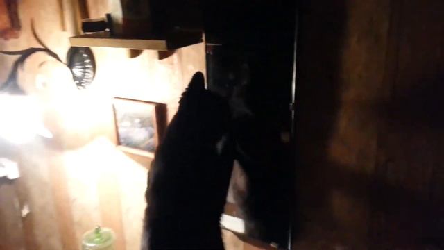 Кошачий марафон. смотреть онлайн