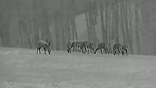 Termovize Hikmicro Thunder TH35 - a zase dančí смотреть онлайн