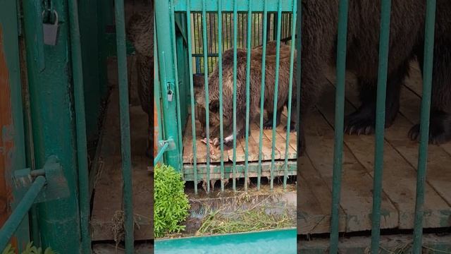 Бурый медведь зоопарк смотреть онлайн