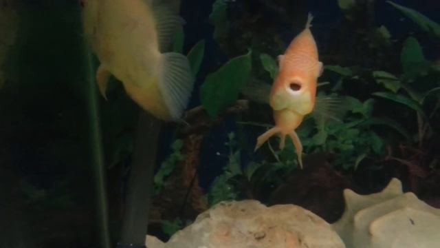 Скат крупным планом смотреть онлайн