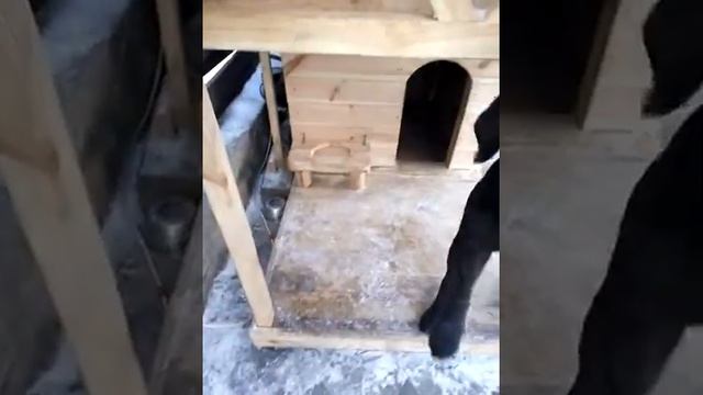 Заходить в вольер по команде!№2 смотреть онлайн