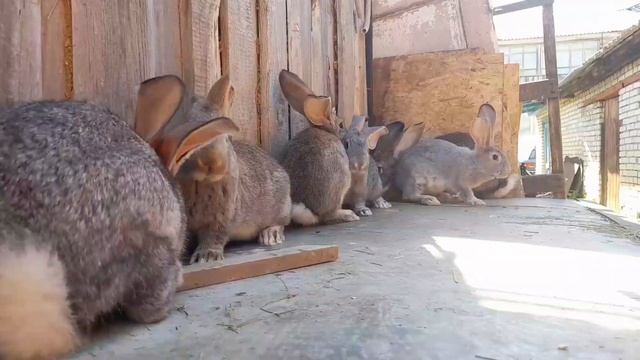Кролики. Жара. Семейка фландеров. смотреть онлайн