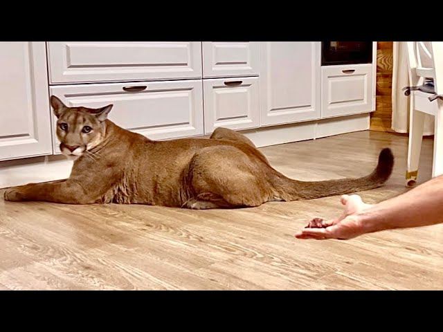 Пума взяток не берёт. Пума Месси гордый и независимый от мяса! смотреть онлайн