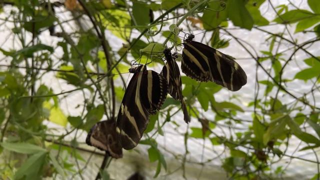 Zebra Longwing Butterfly Heliconius Charitonius - Keeping & Breeding Tropical Butterflies смотреть онлайн