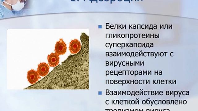 Общая вирусология смотреть онлайн