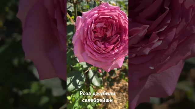 Роза Джубили Селебрешн/rose Jubilee Celebration #розарий #садоводство #розы #цветы #roses #сад смотреть онлайн