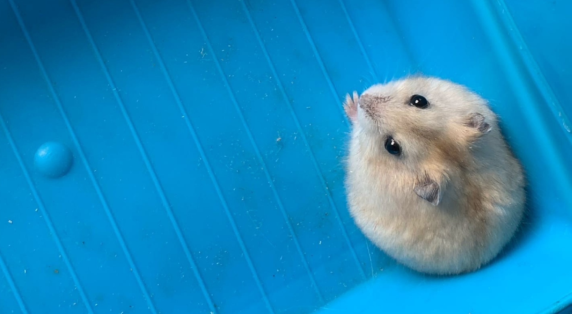 НОВЫЙ ПИТОМЕЦ / РЕДКИЙ ОКРАС ХОМЯКА смотреть онлайн