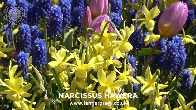 Narcissus 'Hawera' - FarmerGracy.co.uk смотреть онлайн