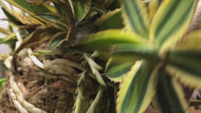 My Agave Repotting Disaster смотреть онлайн