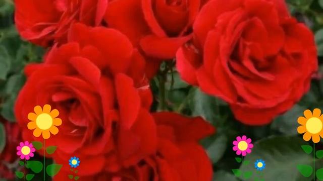 Роза плетистая Симпатия (Sympathie). Краткий обзор, описание характеристик, где купить саженцы смотреть онлайн