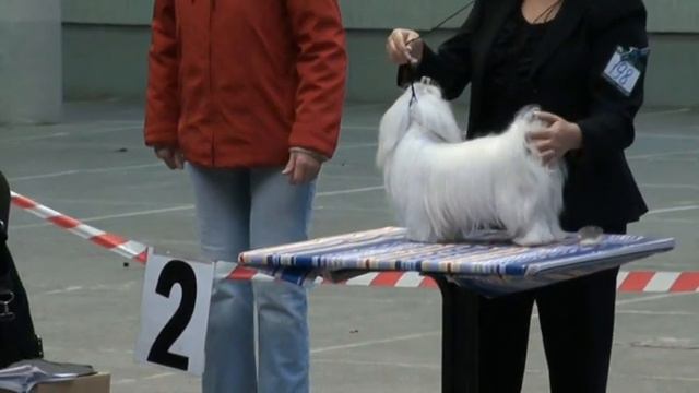 Региональная выставка собак 06.11.2010, Санкт-Петербург смотреть онлайн