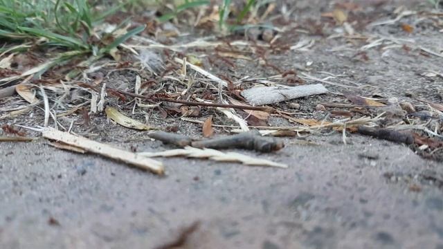 муравьи вблизи видео смотреть онлайн