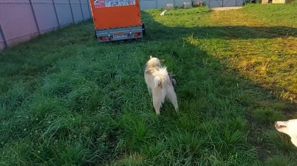 Ранним утром по росе