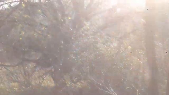 ВИДЫ ОСЕННИХ ГРИБОВ / ГДЕ ИСКАТЬ / КАК ВЫРАСТИТЬ ДОМА смотреть онлайн