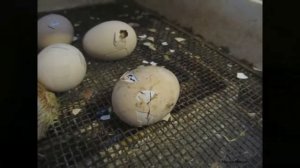 Рождение цыпленка! Чудо из яйца! The birth of a chicken.