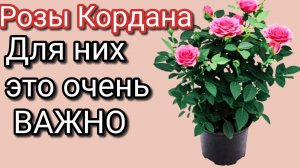 Пересадка РОЗЫ КОРДАНА после покупки|Что в горшке?