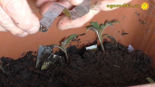 Первая пикировка. Выращивание томатов по интенсивной технологии смотреть онлайн