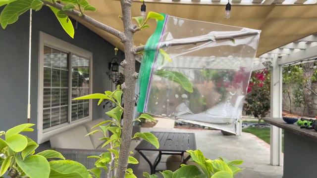 Grafting Sugar Apple onto Atemoyas - One Month Update смотреть онлайн