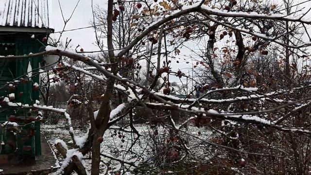 Укрываем Розы На Зиму смотреть онлайн