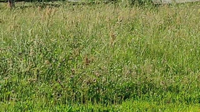 ОБЗОР БЫКОВ НА ДОМАШНЕЙ ФЕРМЕ. ОТКОРМ БЫКОВ РАЦИОН КОРМЛЕНИЯ смотреть онлайн