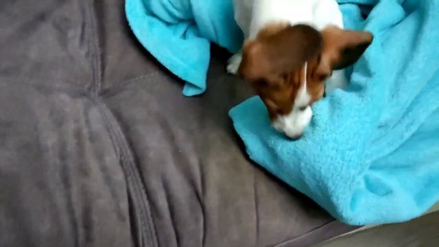 собака грызёт одеяло!!!🤣🤣 смотреть онлайн