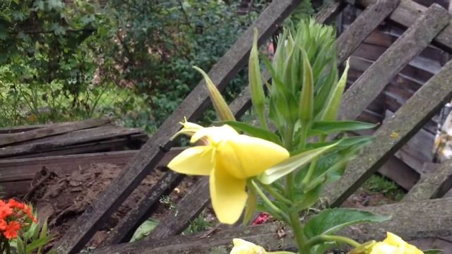 Середина лета/ Как распускается Ночная свеча/ Сад в фотографиях смотреть онлайн