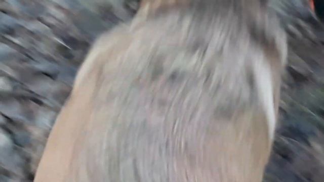 А где моя новая попонка? Доставай! смотреть онлайн